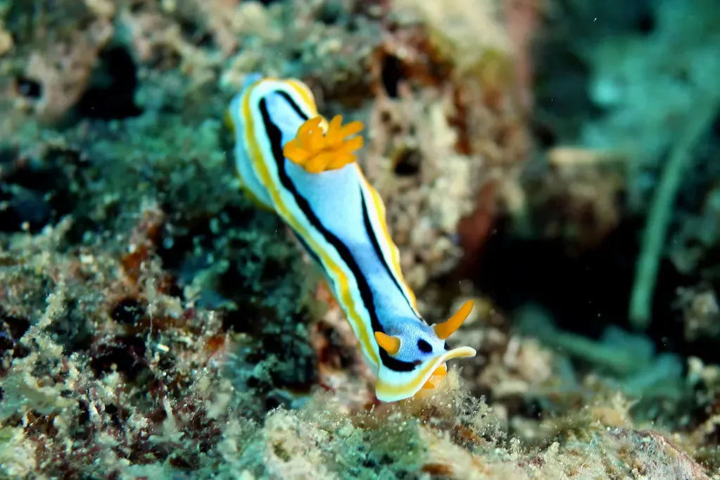 A blue-and-orange Chromodoris nudibranch crosses the reef at Paliton Wall.