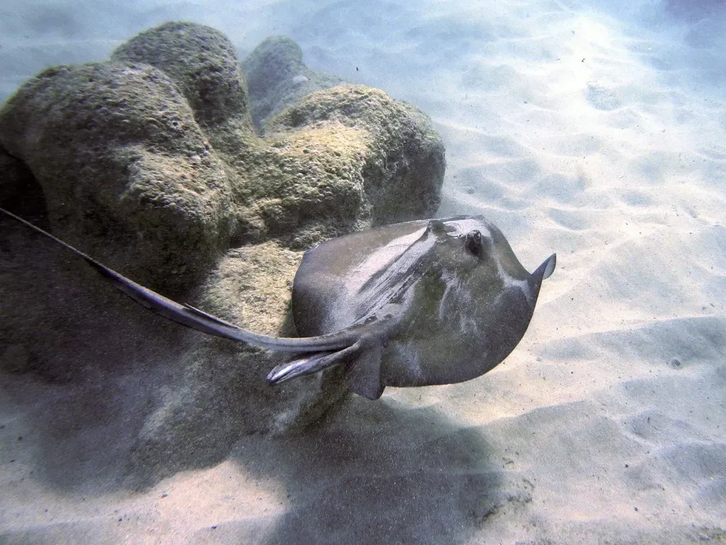 A southern stingray glides over seagrass beside a coral outcrop at Davis Bay, St. Croix.