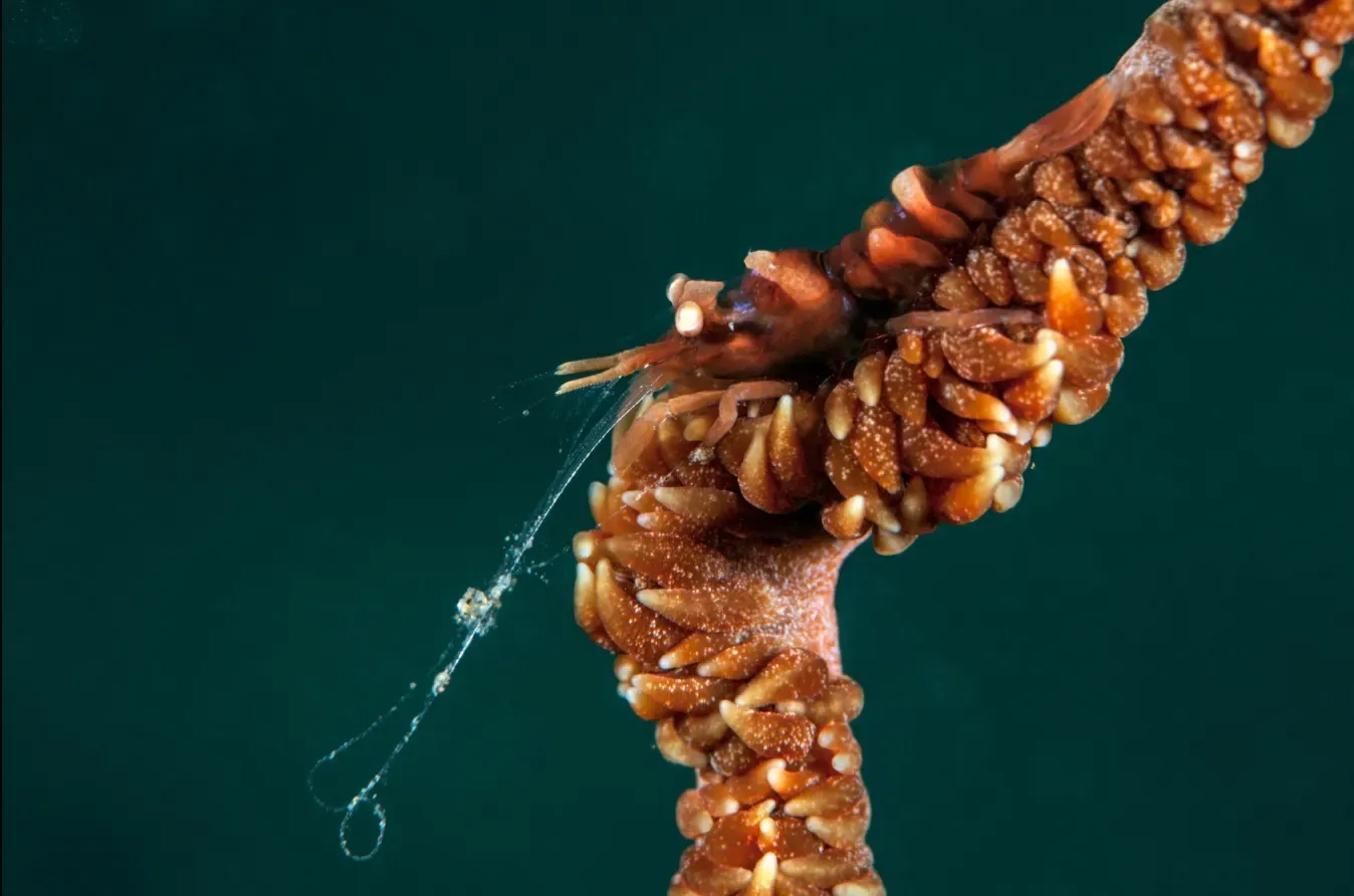 Anker's whip coral shrimp with long antennae perched on the branch of a whip coral