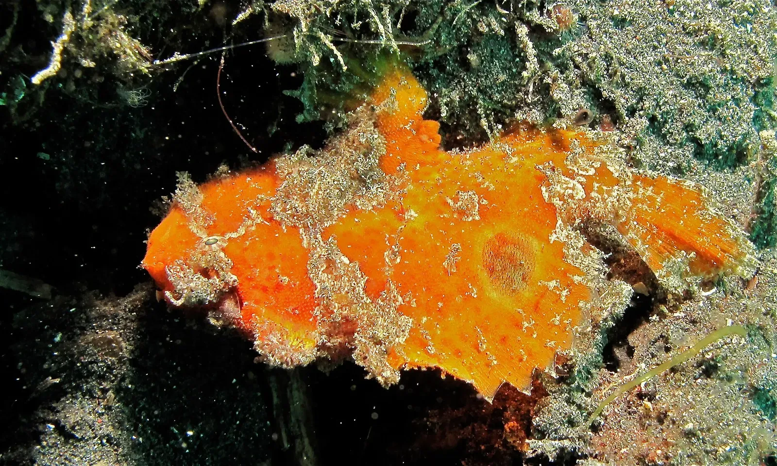 A bright orange spotfin frogfish camouflaged against a sponge in Lembeh Strait.