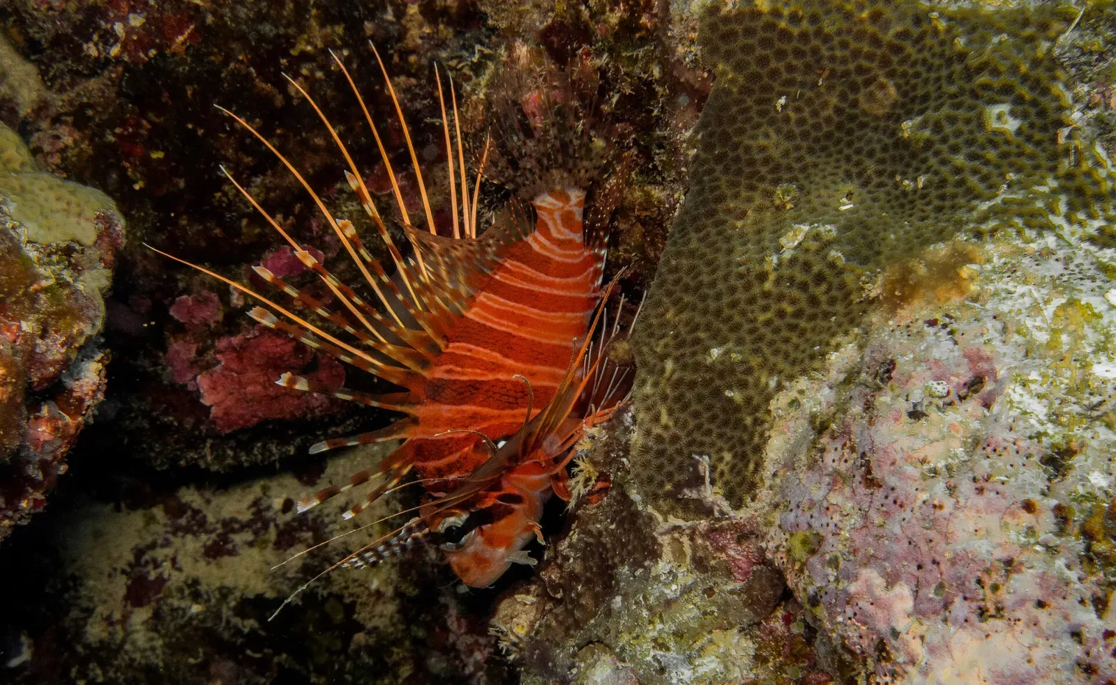 A spotfin lionfish spreads its venomous spines over the reef at Osprey Reef