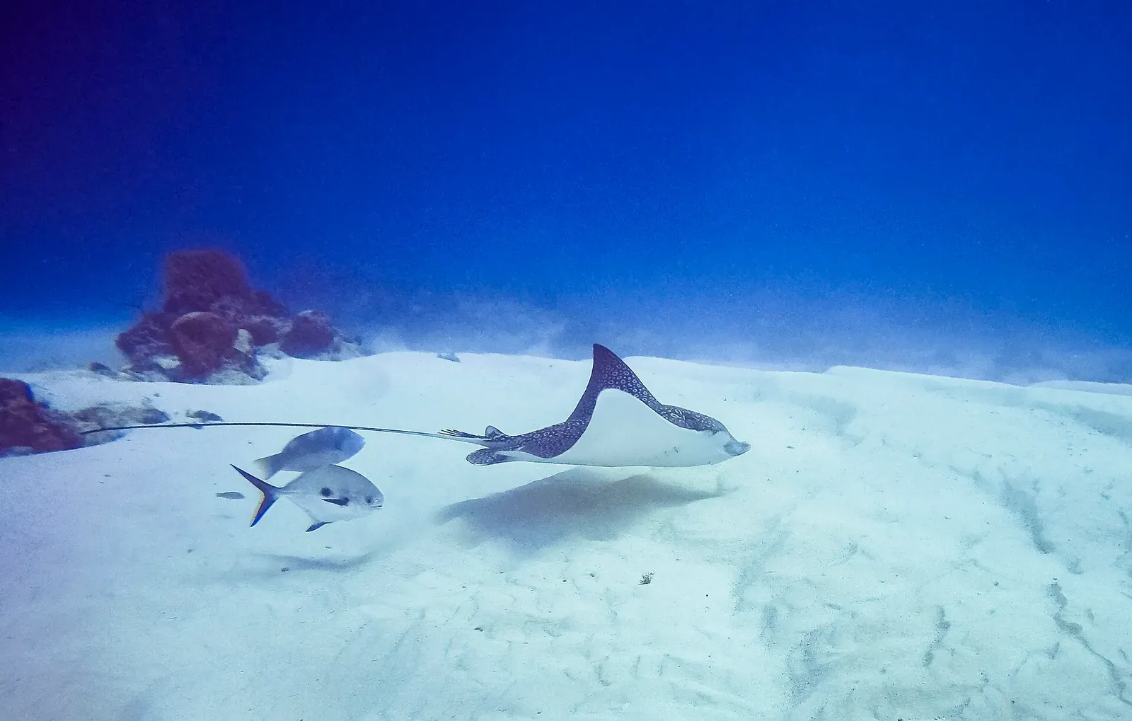 A spotted eagle ray glides over the white sand trailed by two smaller fish