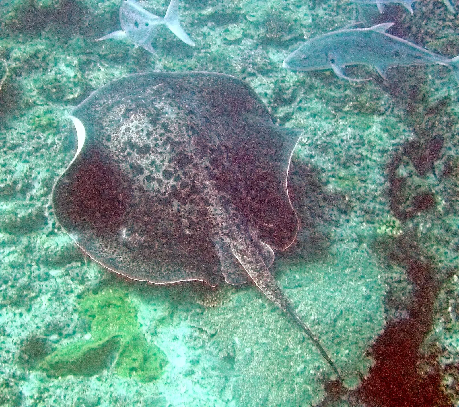 A blotched fantail ray rests on the reef bottom at Ningaloo Reef, trailed by reef fish.