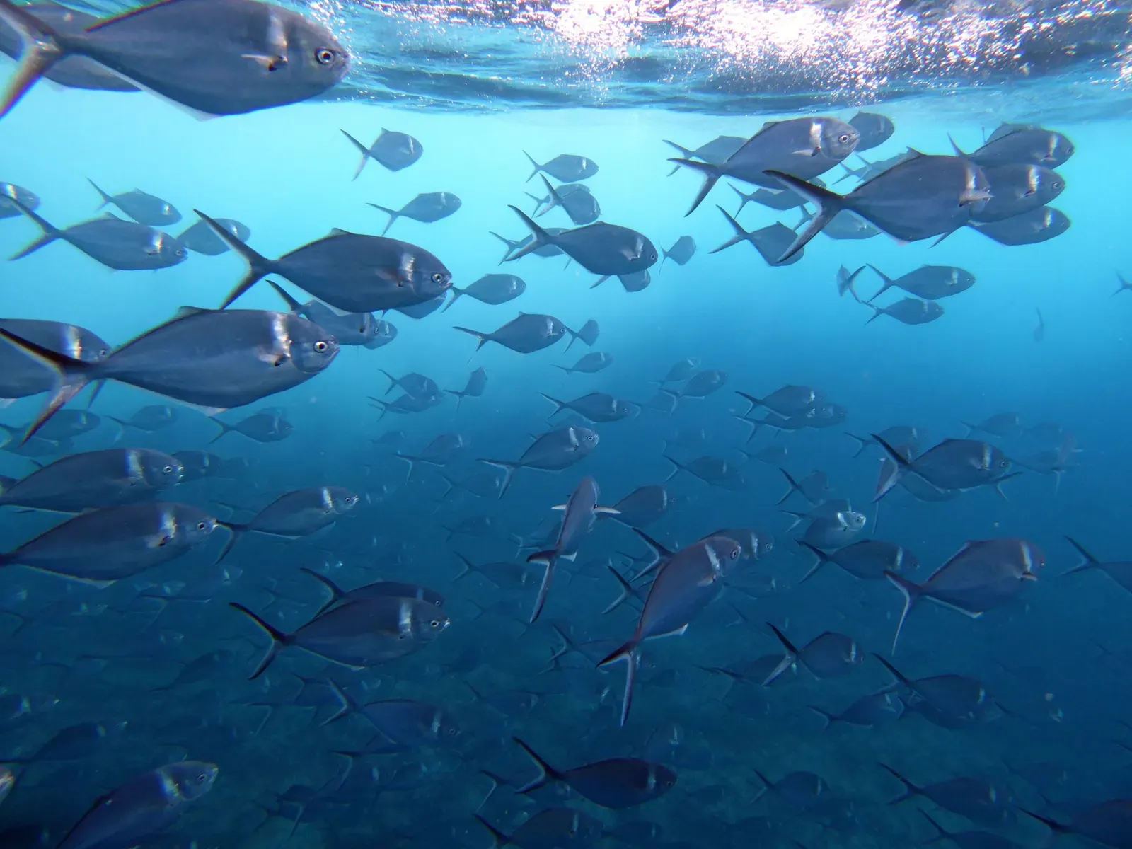 A large school of steel pompano scatters light near the water's surface.