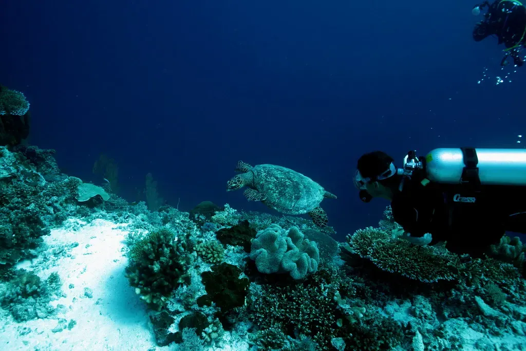 A hawksbill turtle glides past a diver over the reef at Shark Airport, Tubbataha.