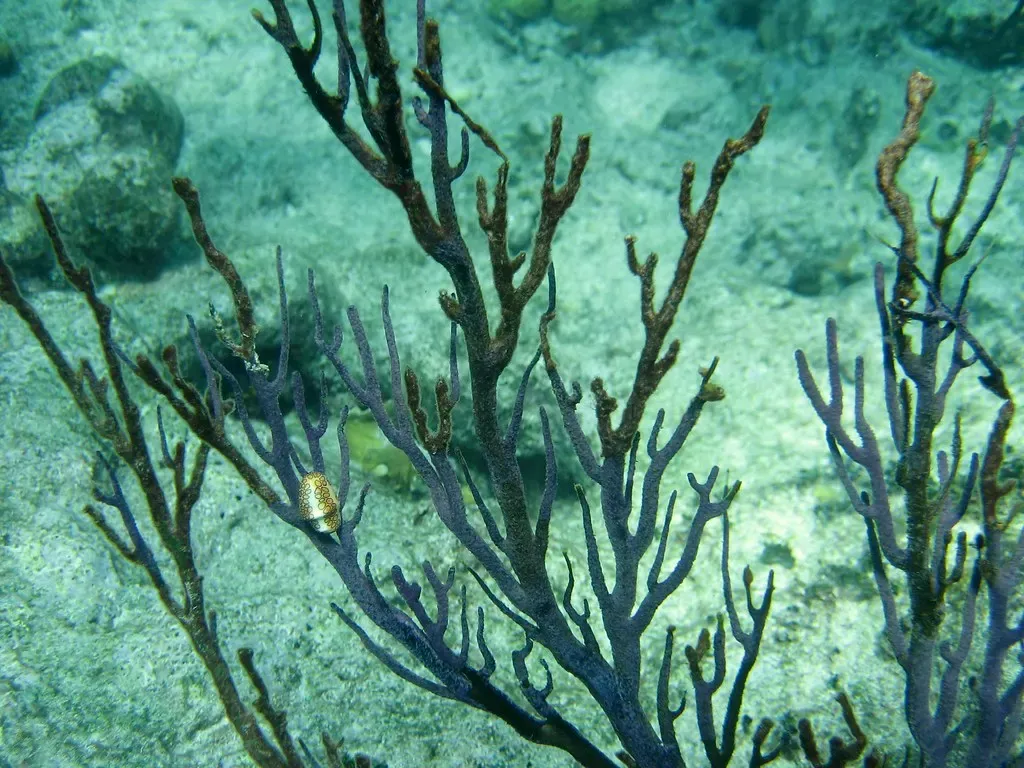 Dark branching sea whip coral with a small fish sheltering among its fronds