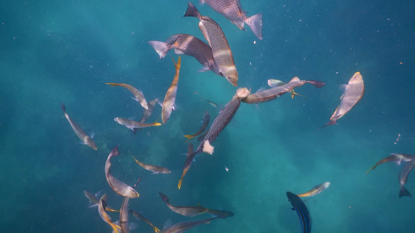 A school of trevally swirling over a reef off Koh Tao