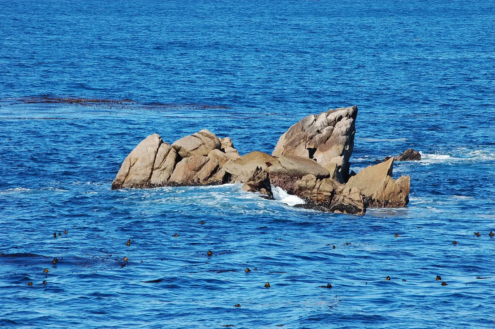 Kelp canopy floats on the surface beside a rocky reef in Point Lobos State Natural Reserve.