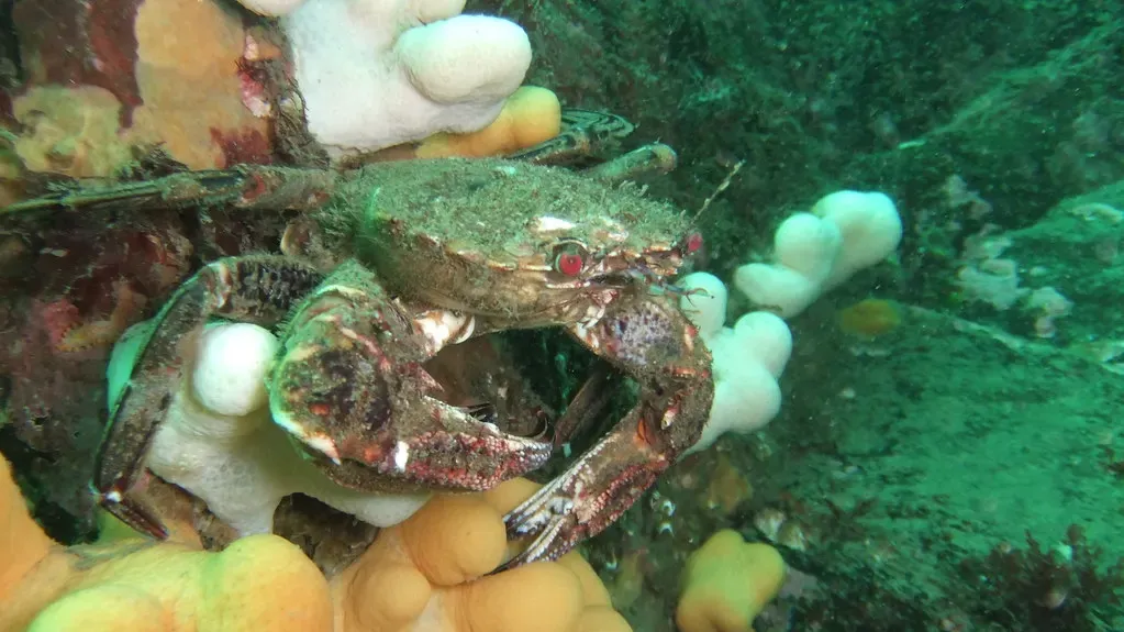 A velvet swimming crab with red eyes grips a rock ledge among white plumose anemones