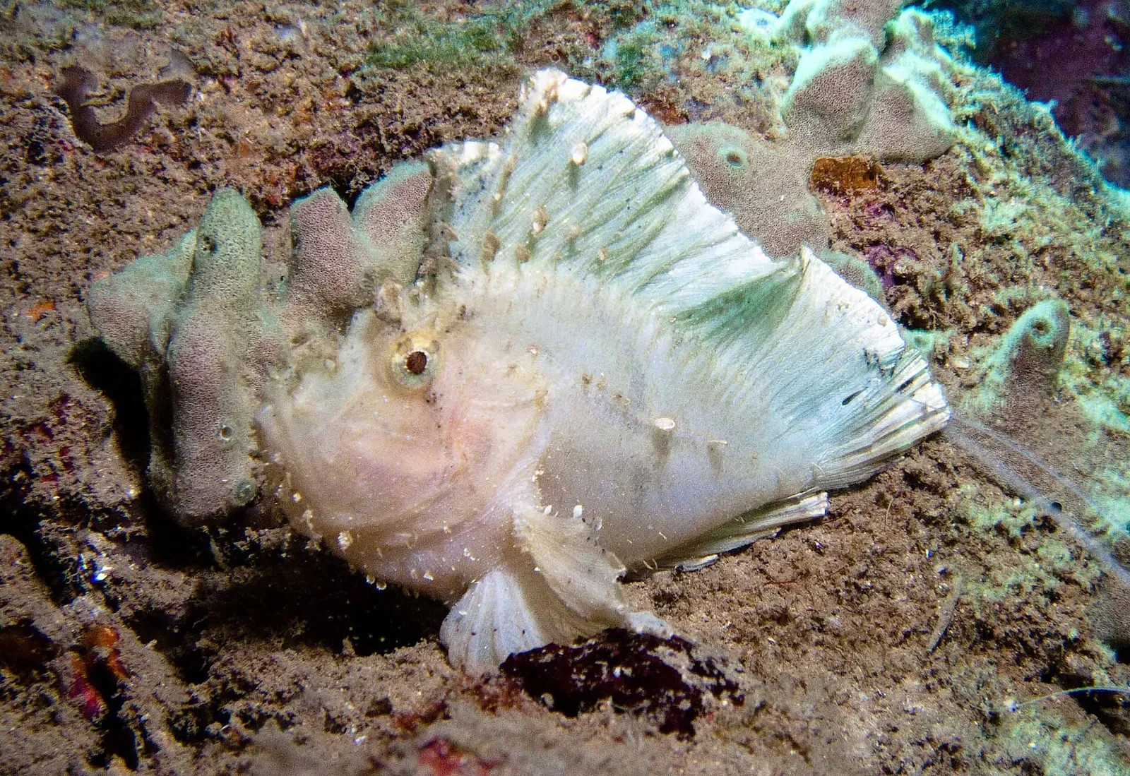 A pale, camouflaged leaffish rests on the sandy seabed near Nha Trang
