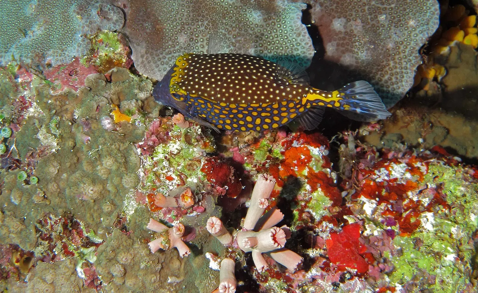 A blue and yellow spotted boxfish resting on coral rubble near a reef ledge