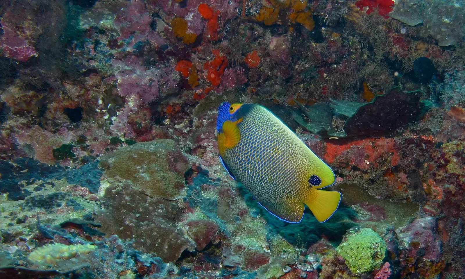 A yellow-face angelfish swims over the coral reef at South Point, Sipadan.