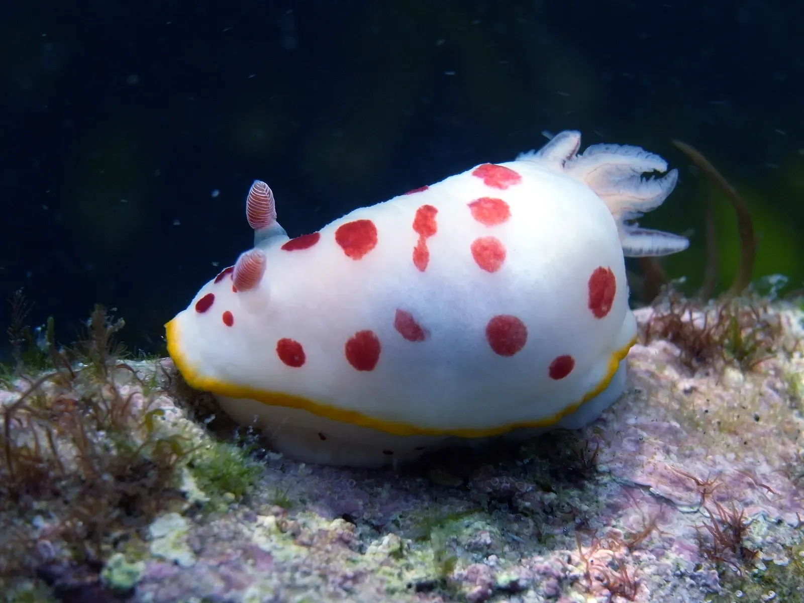 A splendid chromodoris nudibranch, cream with red spots, moves across the Fly Point wall