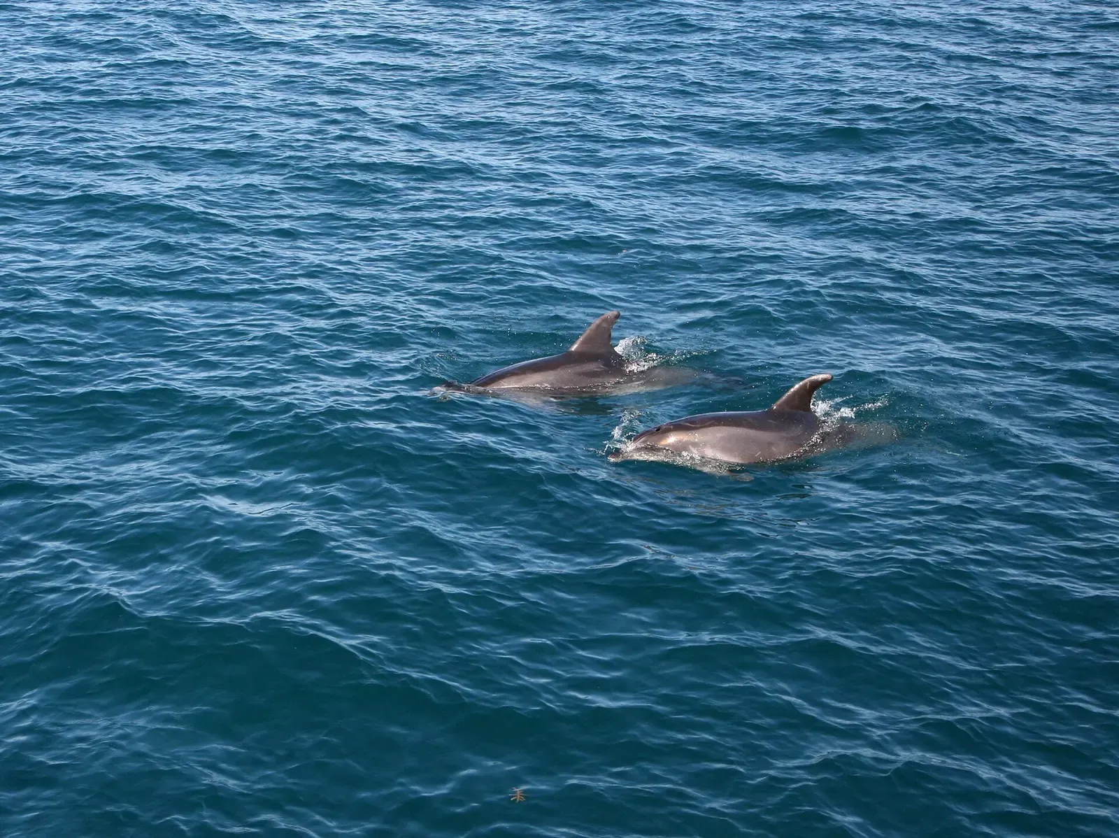 Two dolphins swim together at the surface in the Bay of Islands