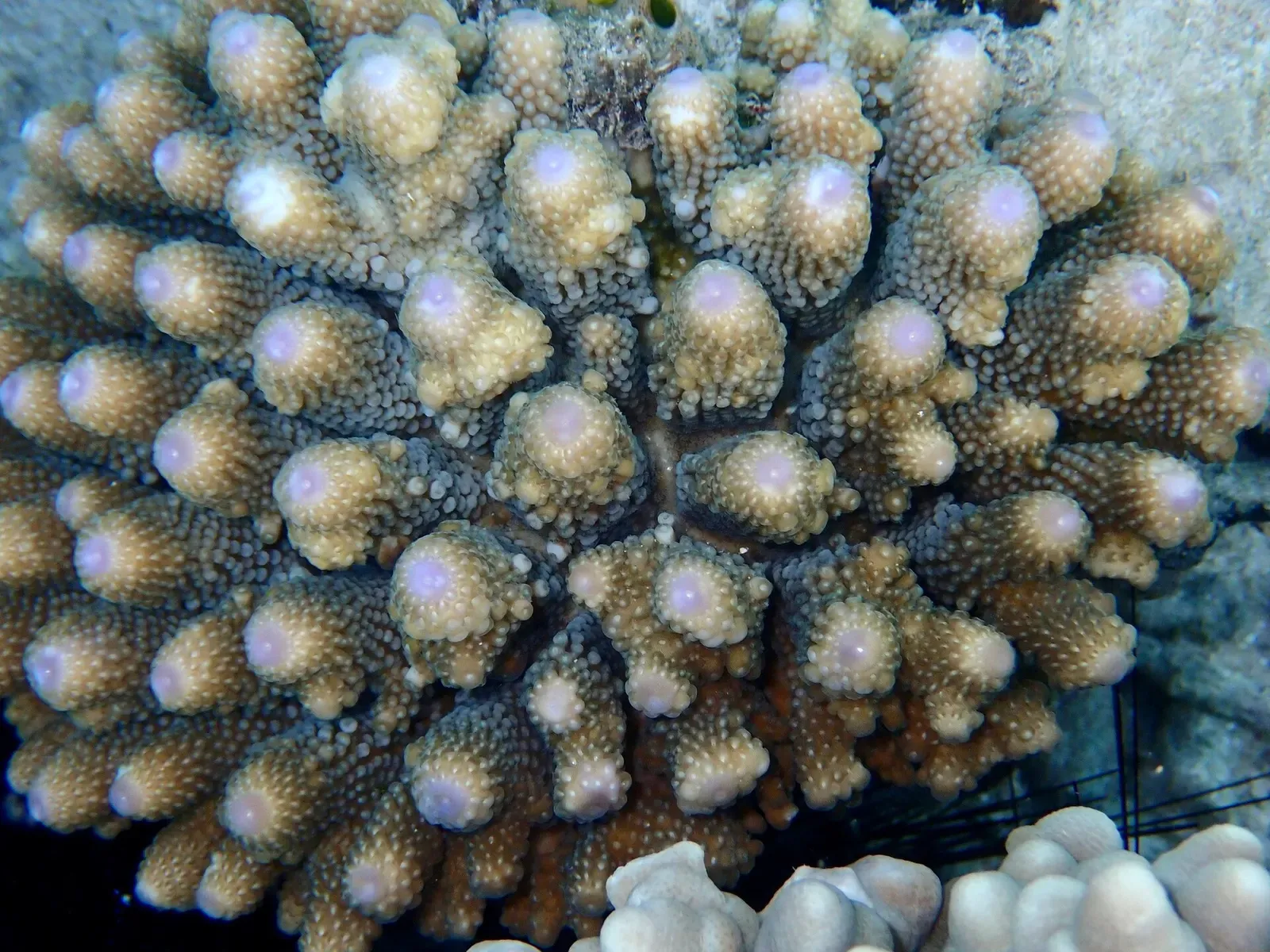 Close-up of finger coral polyps with pale centers covering a reef boulder