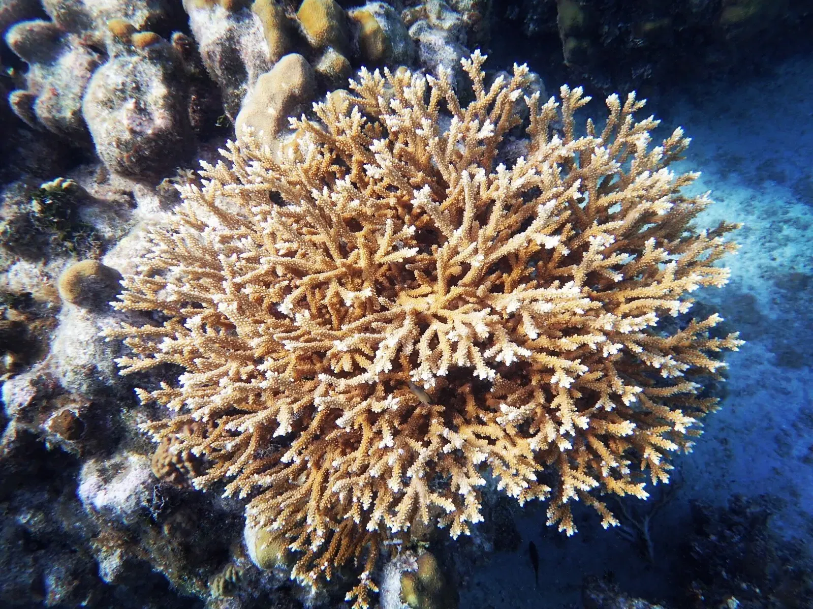 A cluster of fused staghorn coral branches grows on a shallow Cayman Islands reef