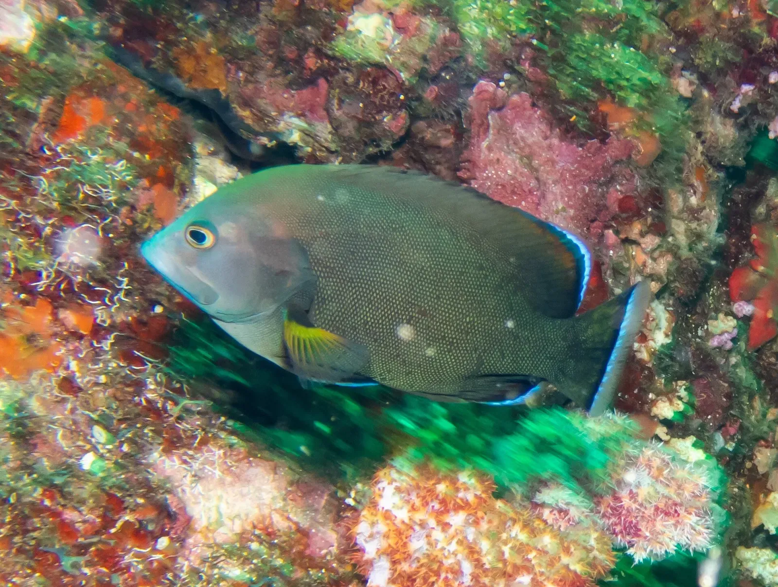 A redmouth grouper swims past soft coral on the reef at Hin Daeng, Thailand