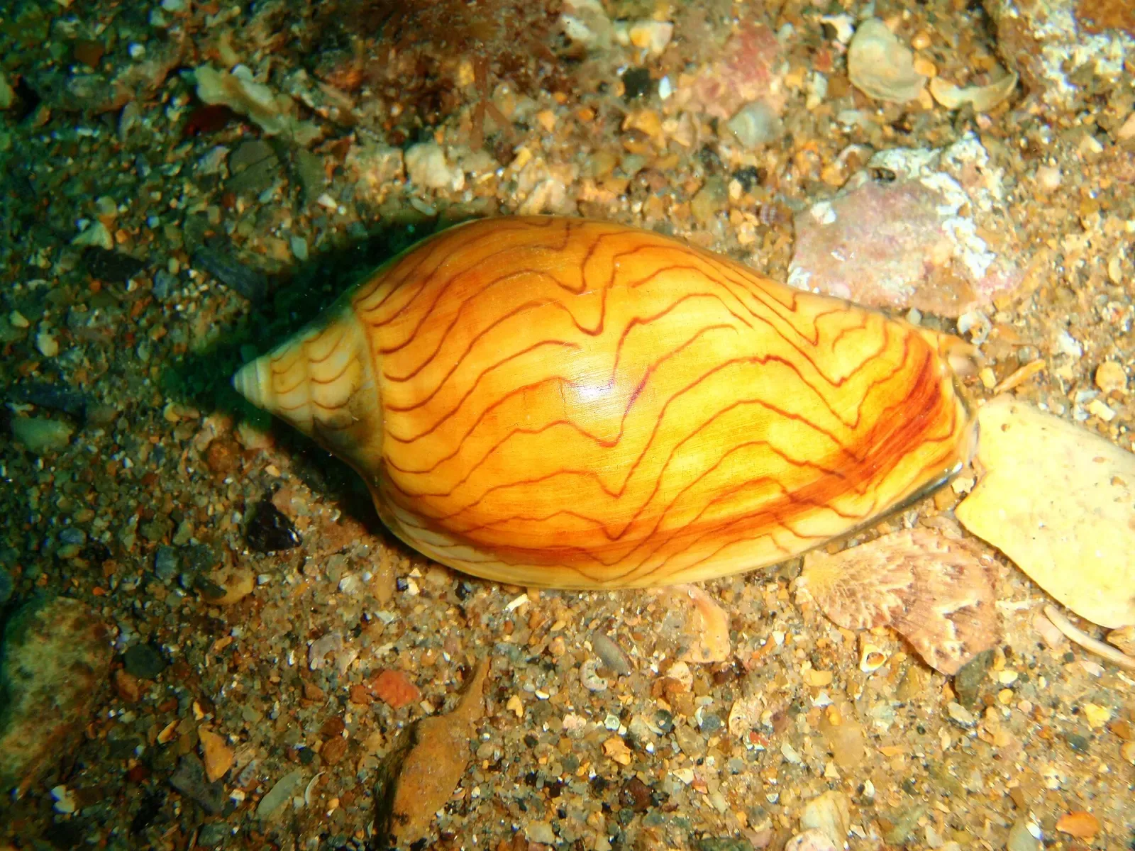 A wavy volute sea snail crosses the sandy bottom near Rapid Bay
