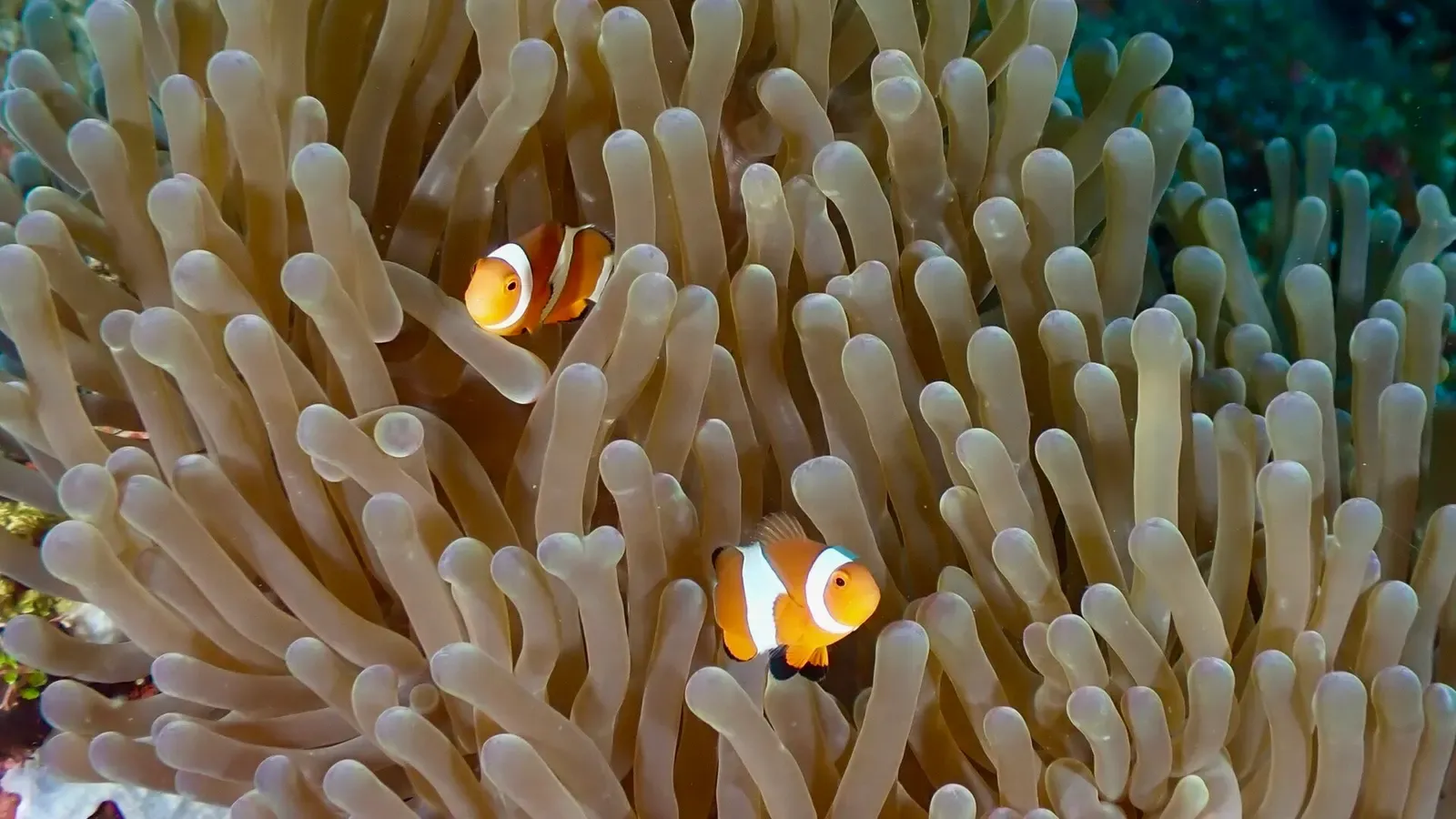 A pair of ocellaris anemonefish shelter among the tentacles of a sea anemone.
