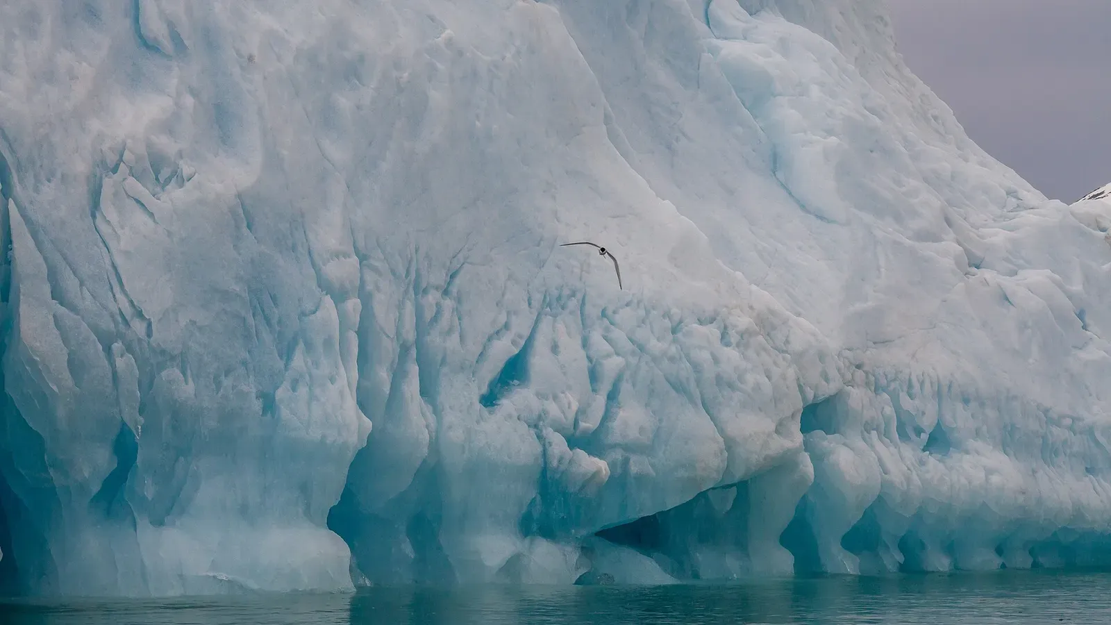 A seabird flies past the blue-white face of a grounded iceberg in Liefdefjord