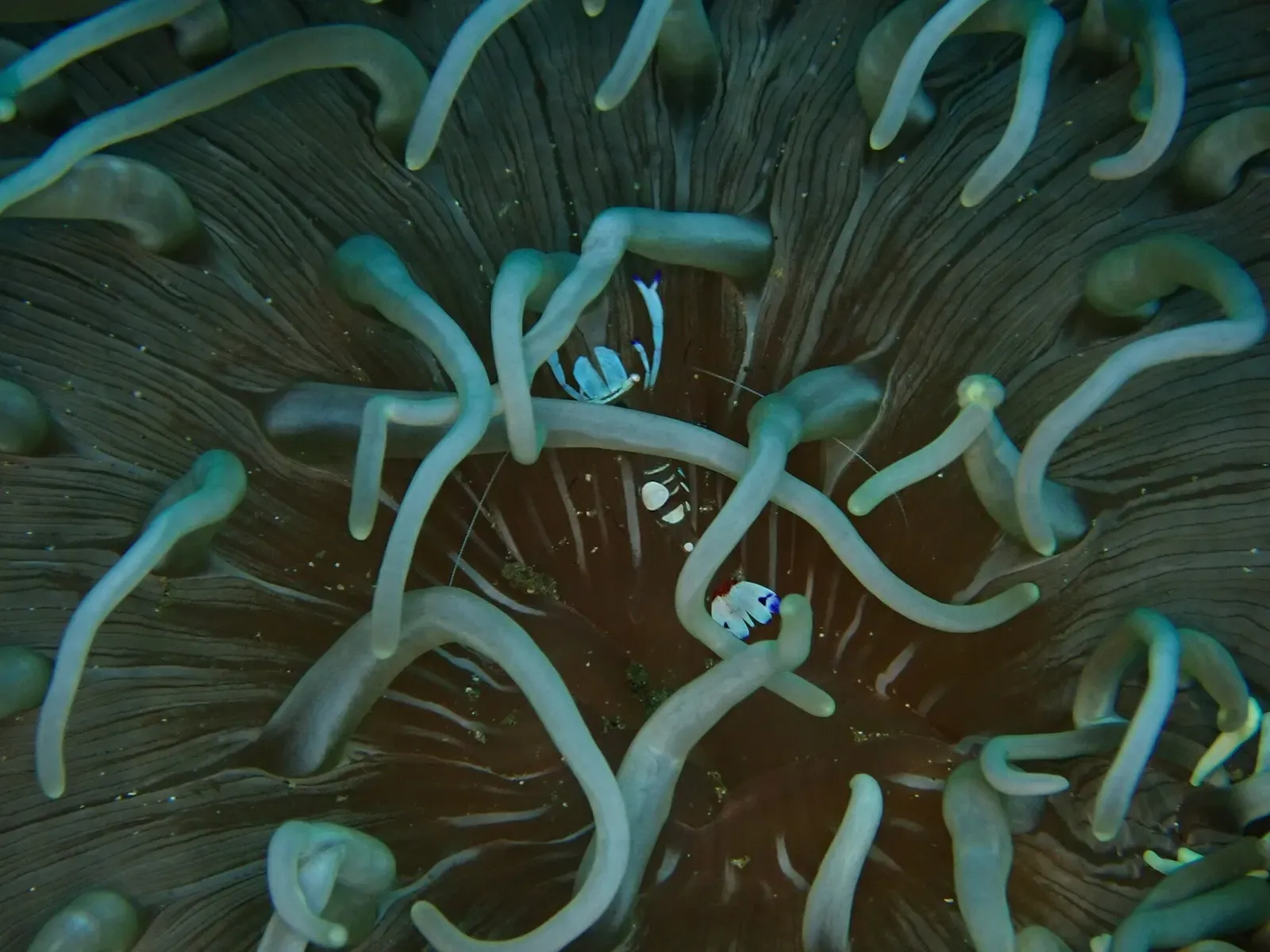 A translucent anemone shrimp perches among the pale tentacles of its host anemone.