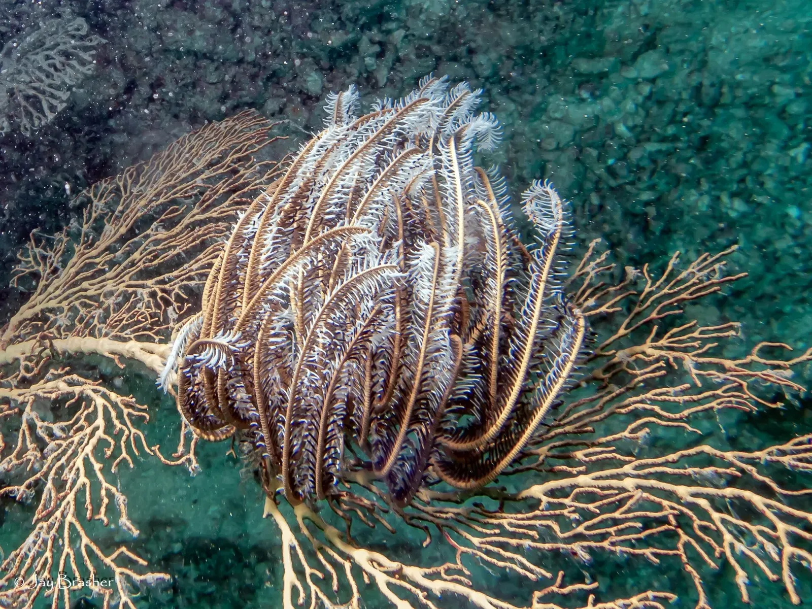 A feather star grips a tan gorgonian sea fan on a Beqa Lagoon reef wall