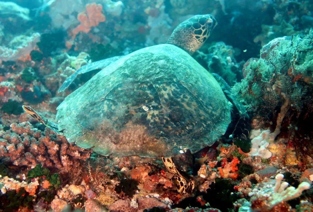 A hawksbill sea turtle rests on the coral at Apo Reef's Coconut Point.