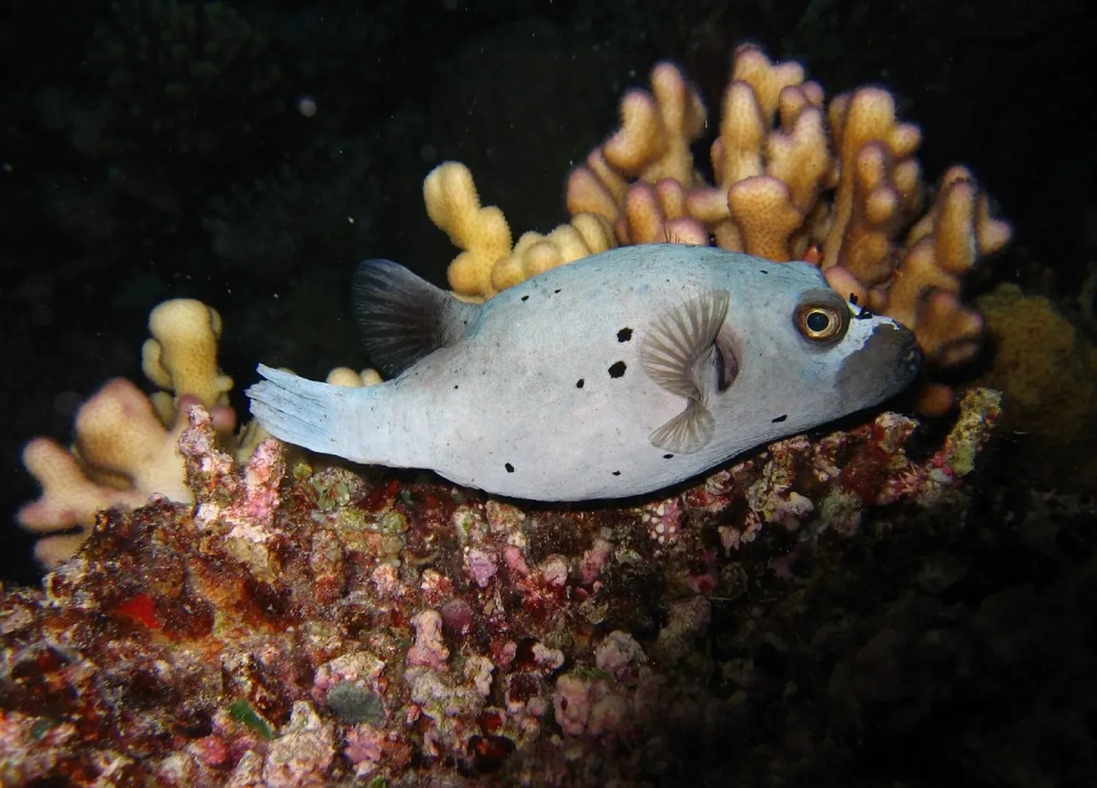 A black-spotted pufferfish glides past soft coral at Admiralty Anchor, Osprey Reef