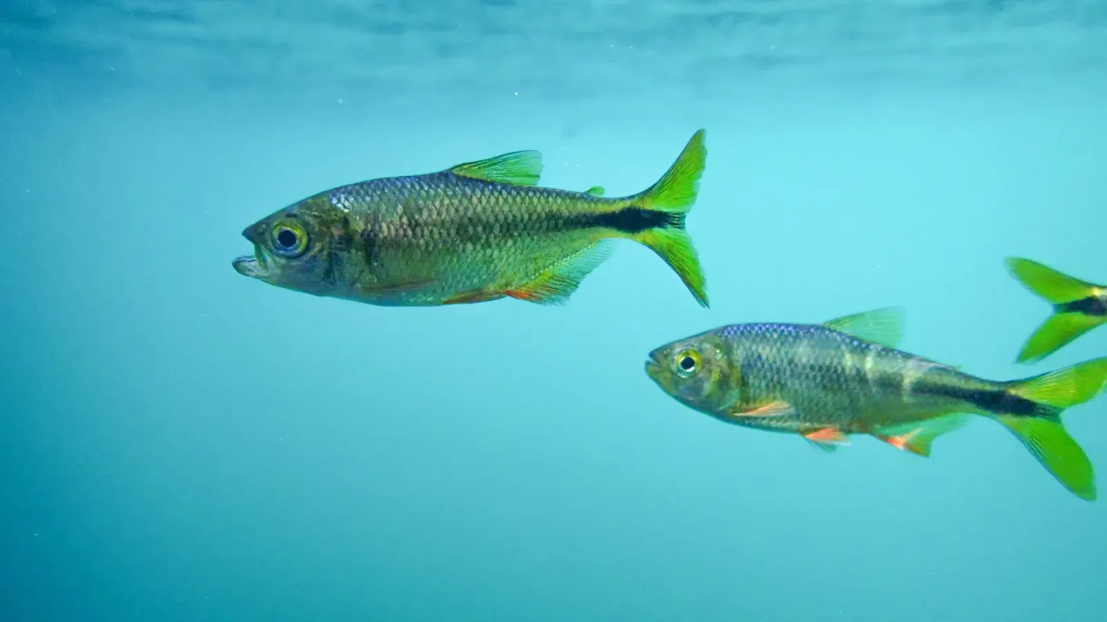 Two small characid fish with green and orange fins swimming in clear cenote water
