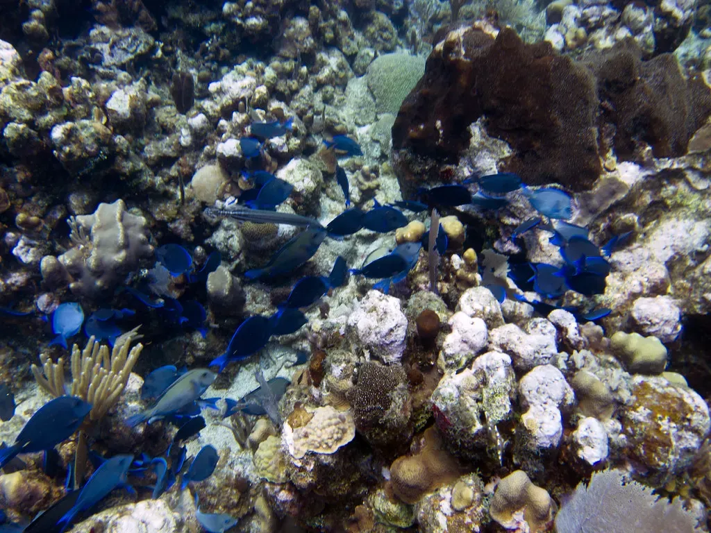 A school of blue tang graze over coral rubble on a reef near Utila.