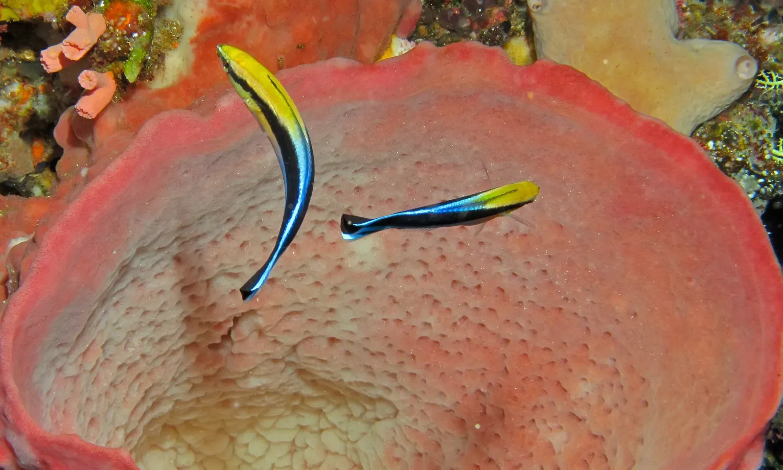 Two bluestreak cleaner wrasses hovering over the open mouth of a pink barrel sponge