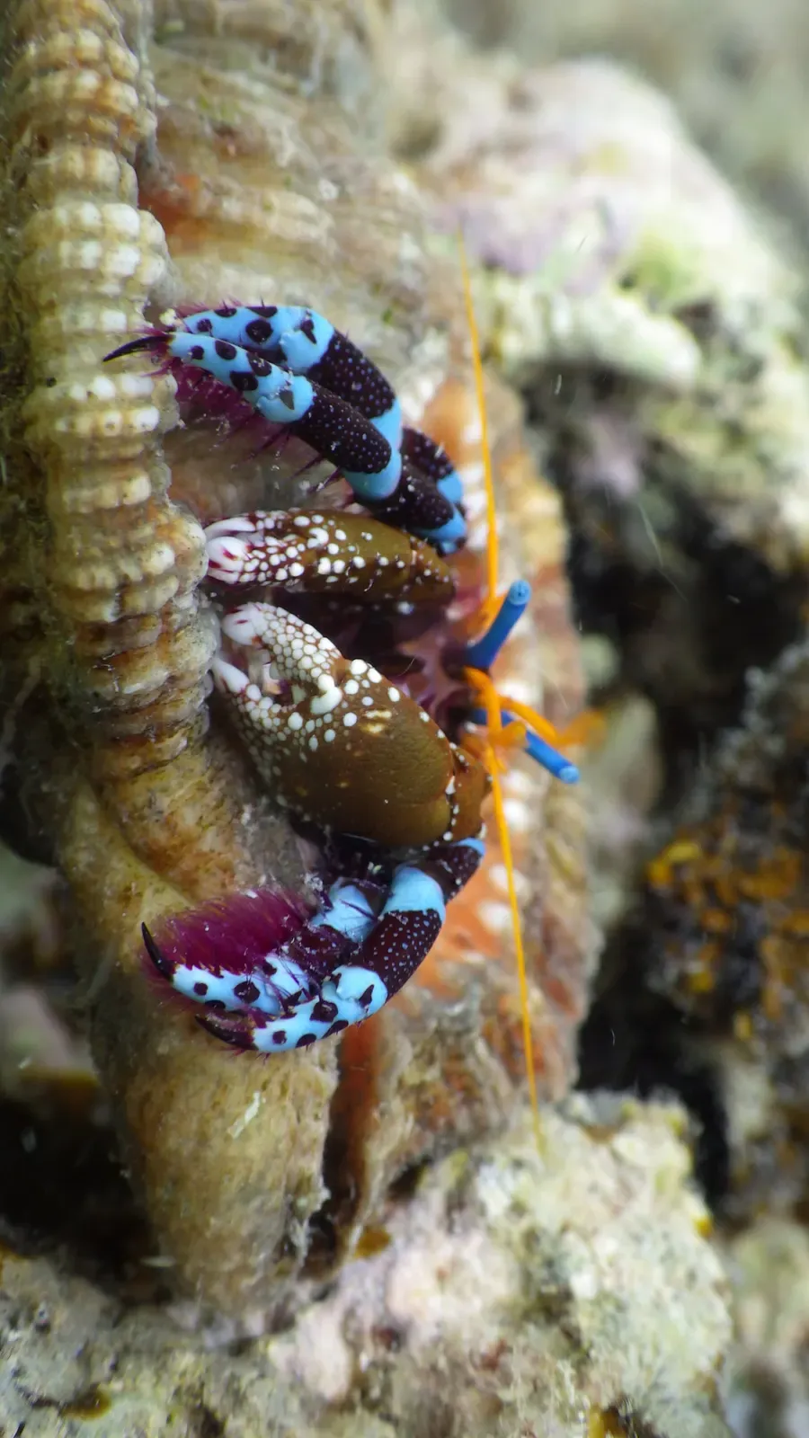 A hermit crab with electric-blue banded legs gripping a shell beside a cleaner shrimp