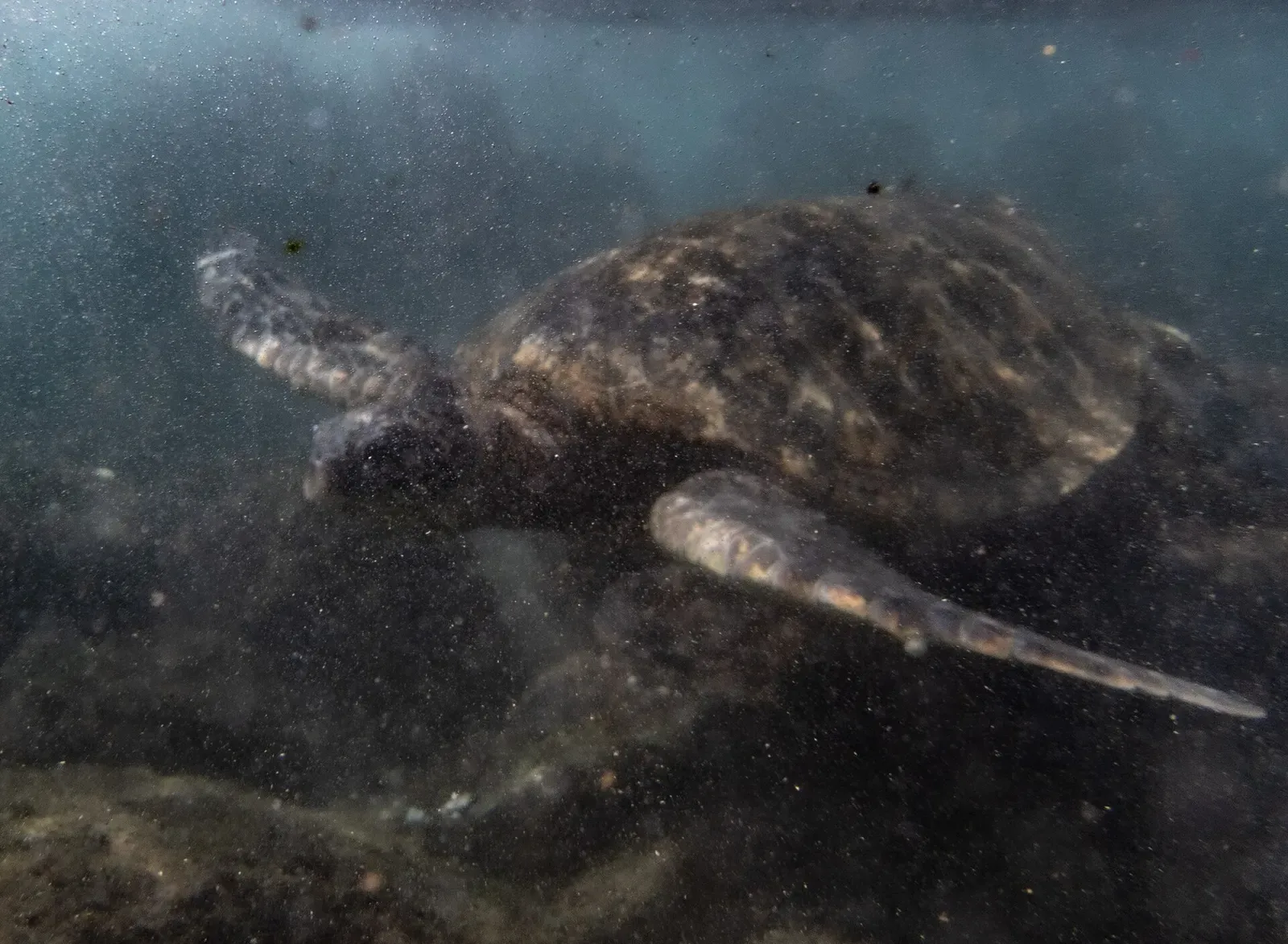 Close view of a green sea turtle's patterned shell over the reef near Maui.