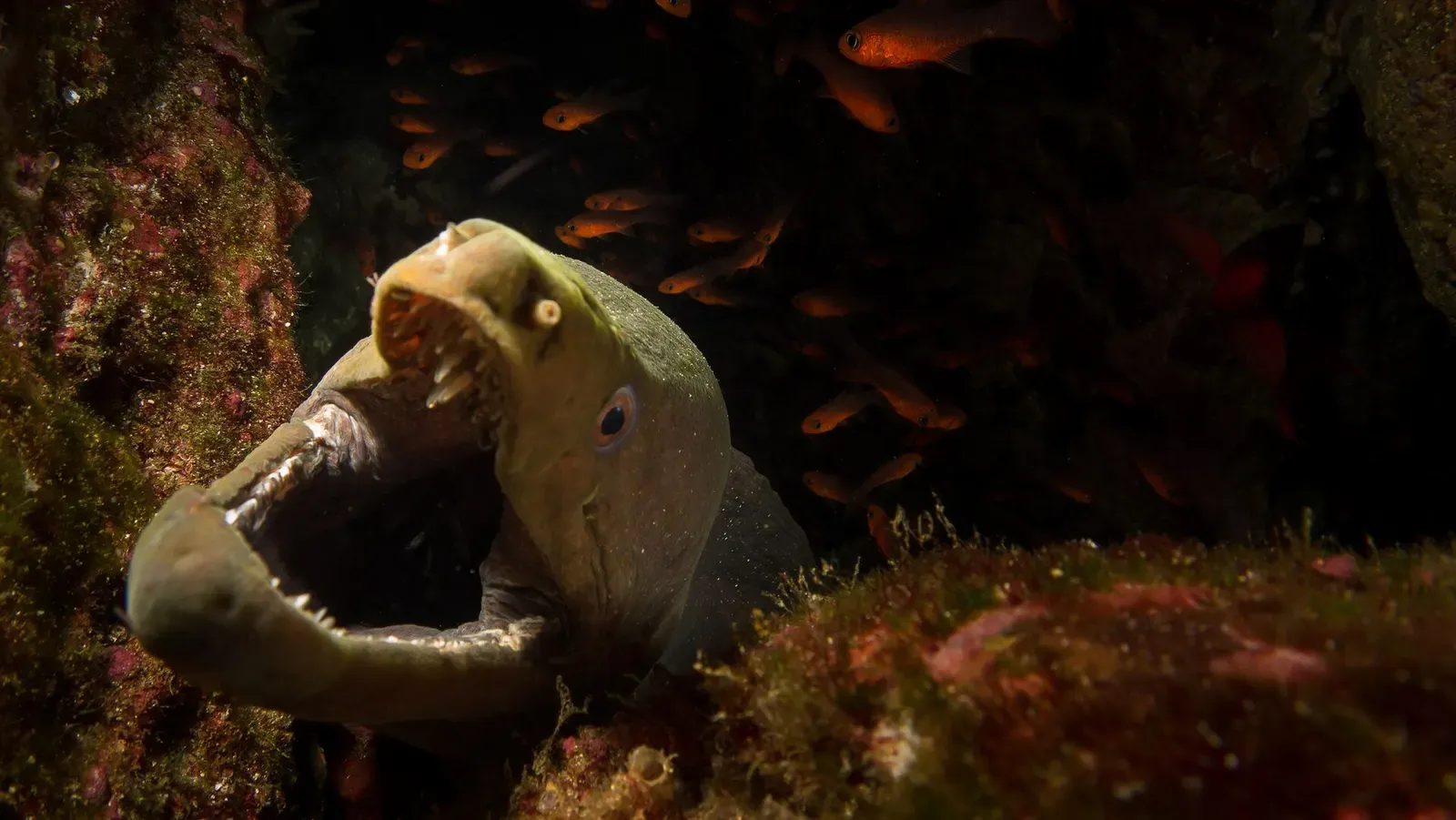 A chestnut moray eel opens its jaws from a rocky crevice with orange fish behind it.