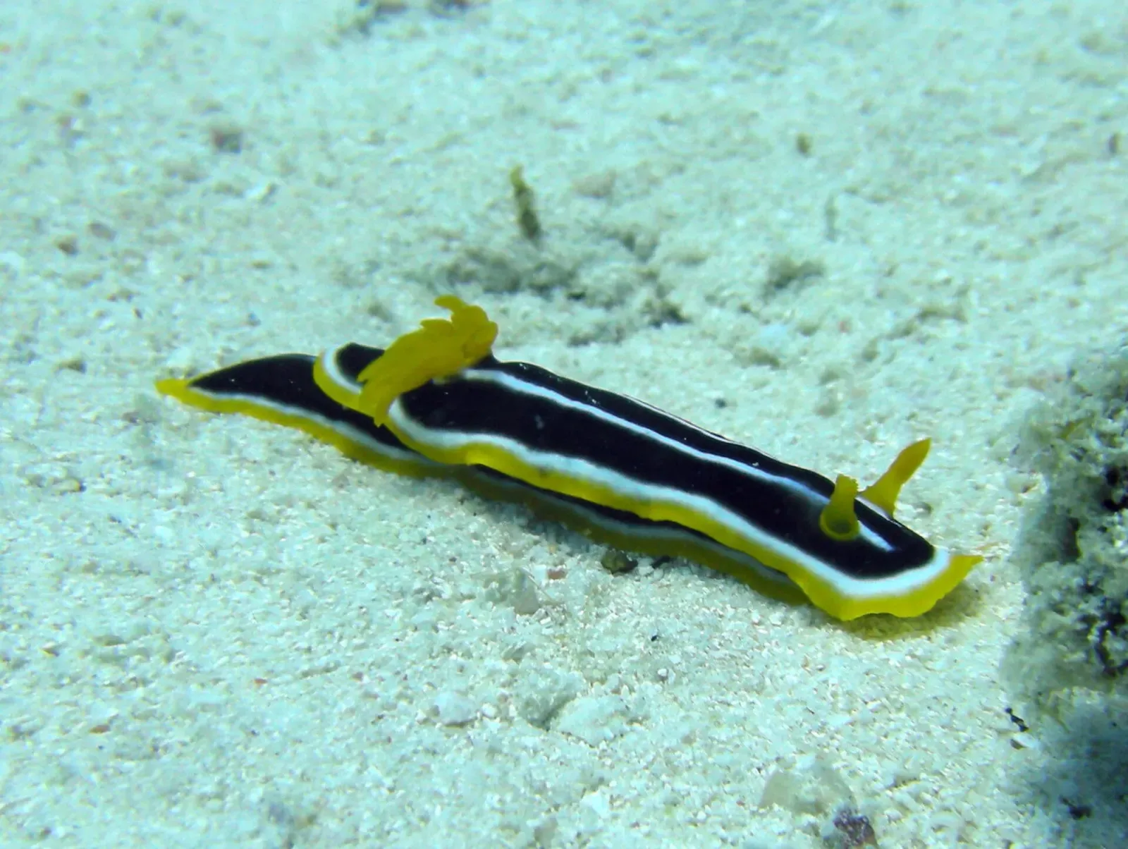 A black-and-yellow striped nudibranch crawls across white sand off Mnemba Atoll