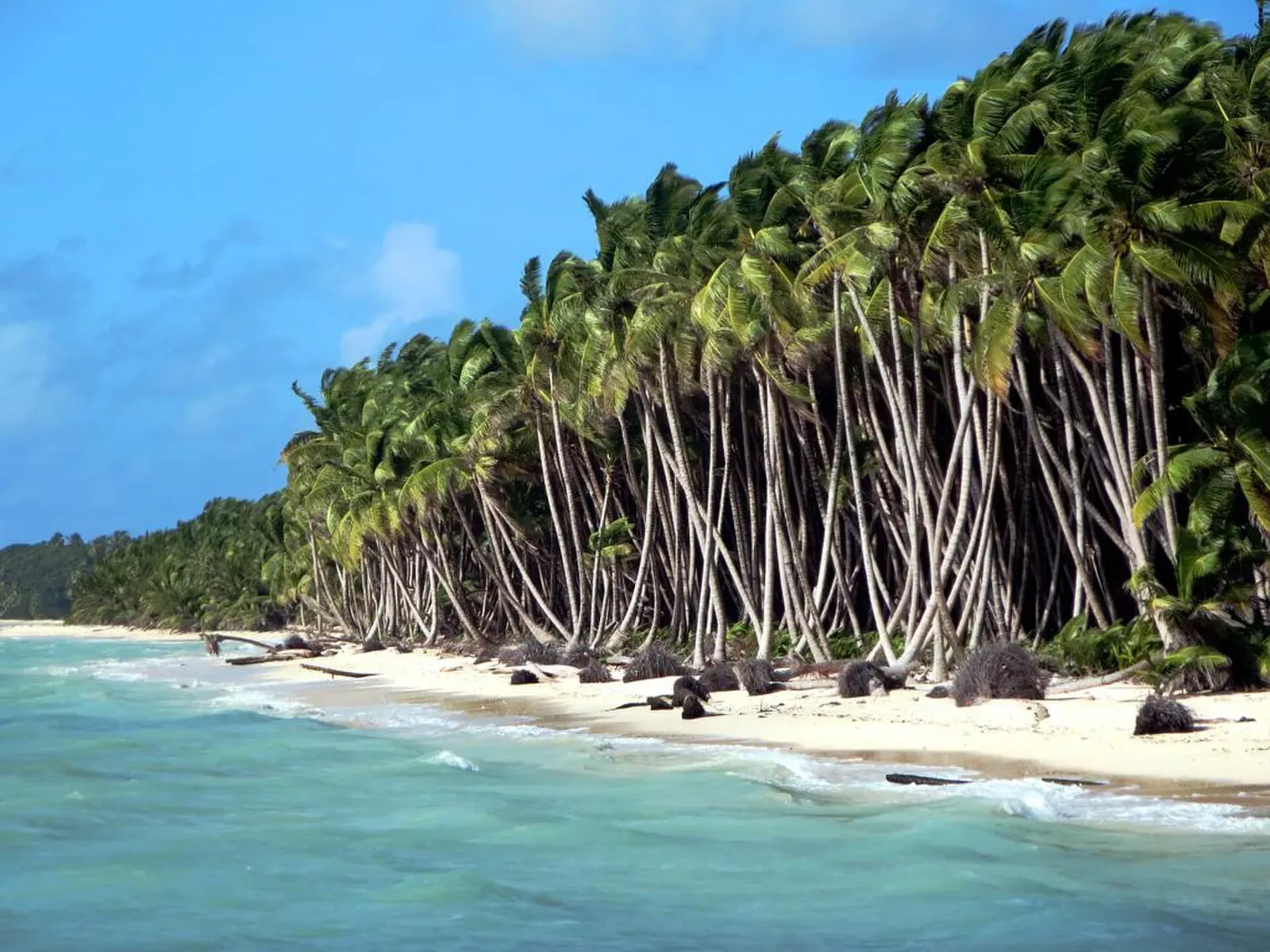 Leaning coconut palms along a lagoon beach near the north end of West Island, Cocos (Keeling) Islands