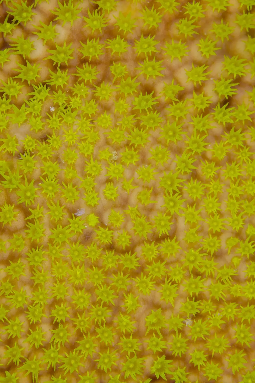 Close-up of a disc coral colony with small yellow-green polyps on a Mauritius reef