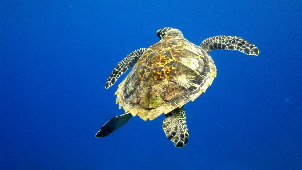 A sea turtle swims through open blue water off Cozumel