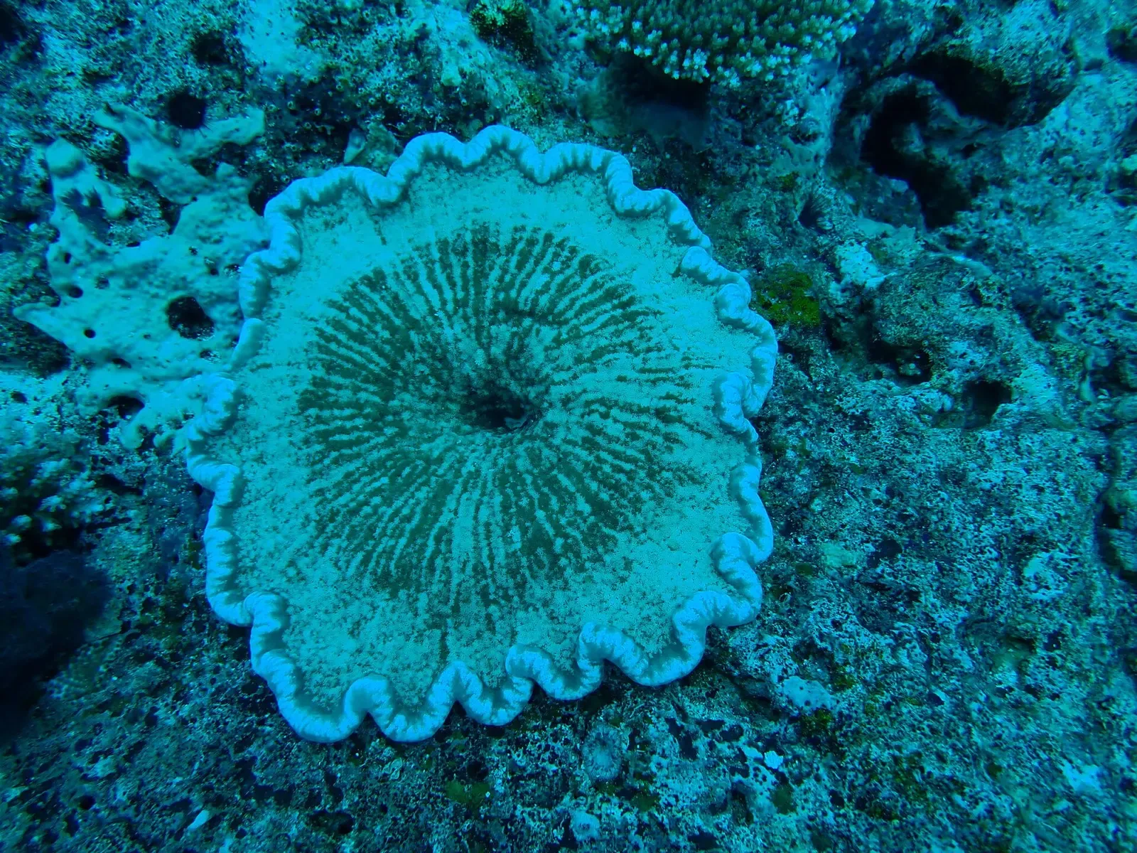 A turquoise adhesive anemone unfurls across the reef at Rainbow Reef, Fiji