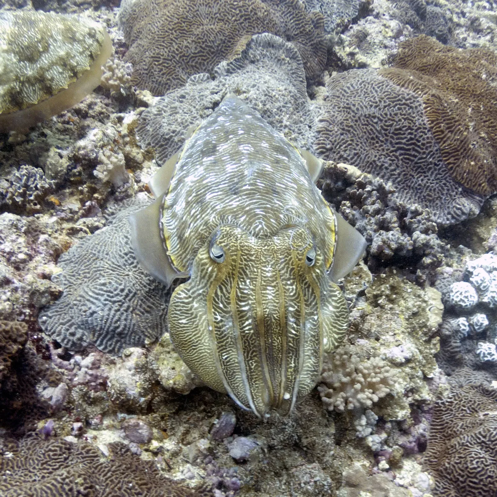 Close-up of a cuttlefish resting camouflaged against coral off the Omani coast