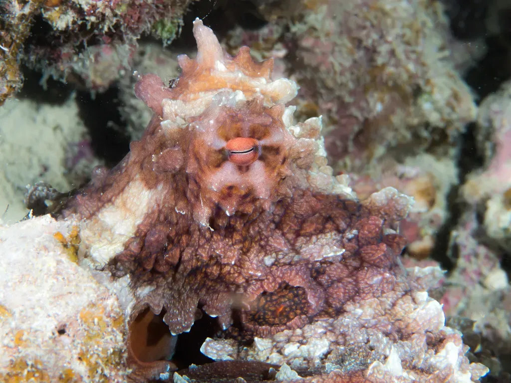 A day octopus peers out from a crevice in the reef off Romblon.