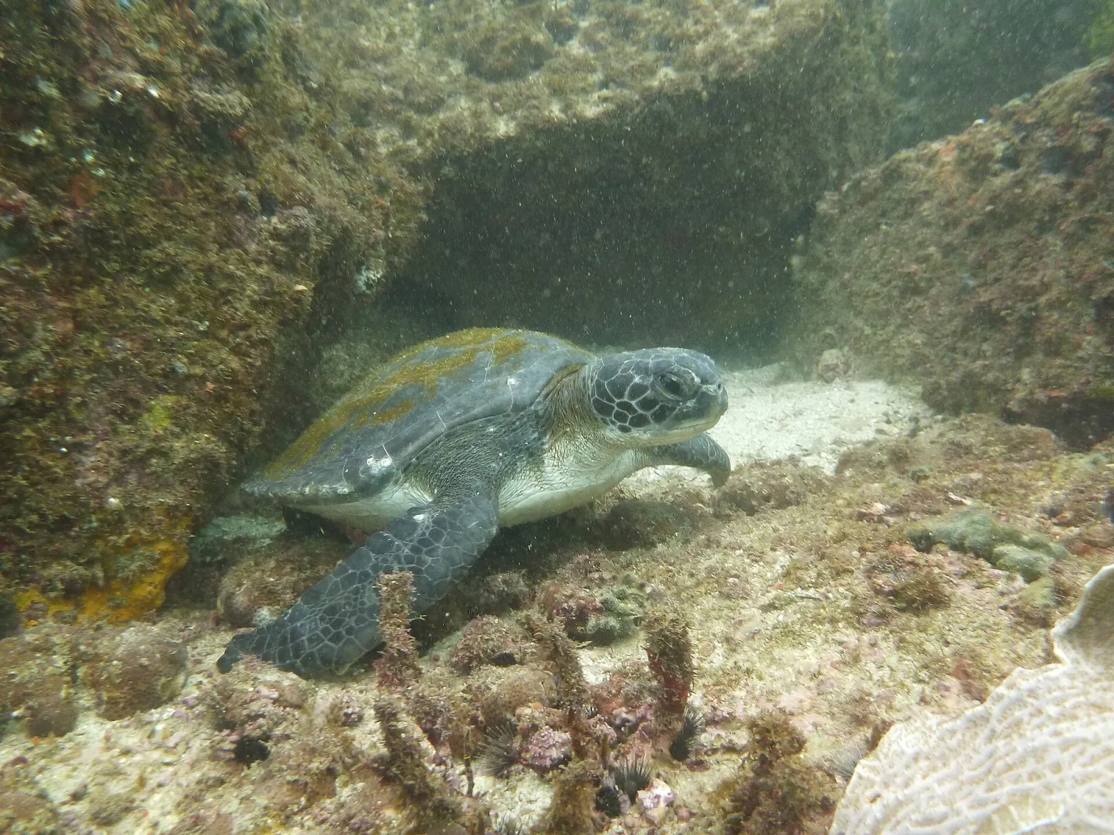 A green sea turtle rests beneath a rocky ledge at an Arraial do Cabo dive site