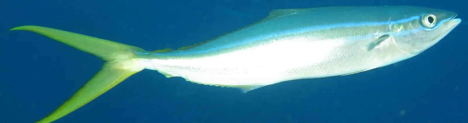 A rainbow runner swimming through open blue water near Saba
