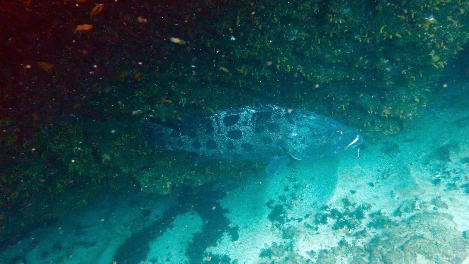 A large potato rockcod hovers near a cave wall in dim water.