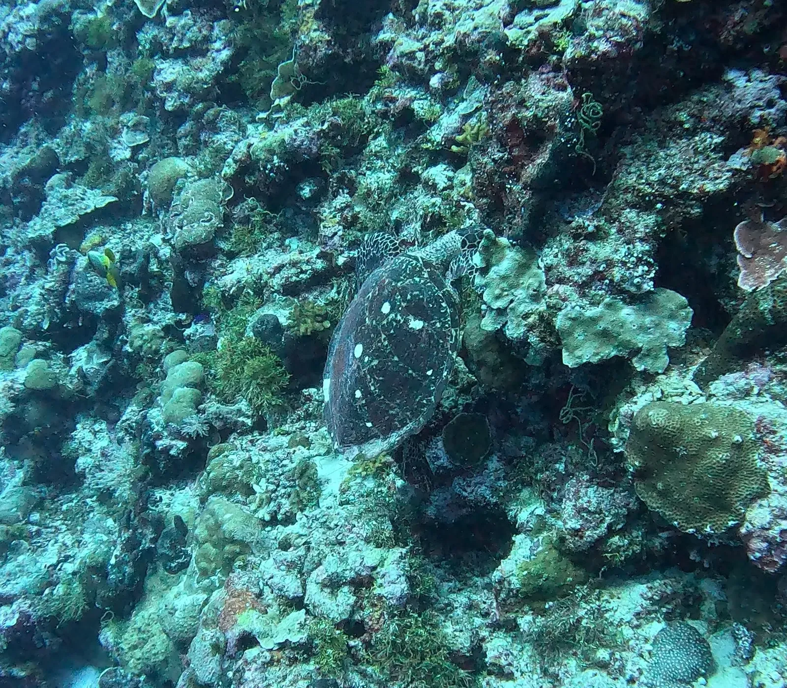 Two hawksbill sea turtles swim together over a reef in Palau