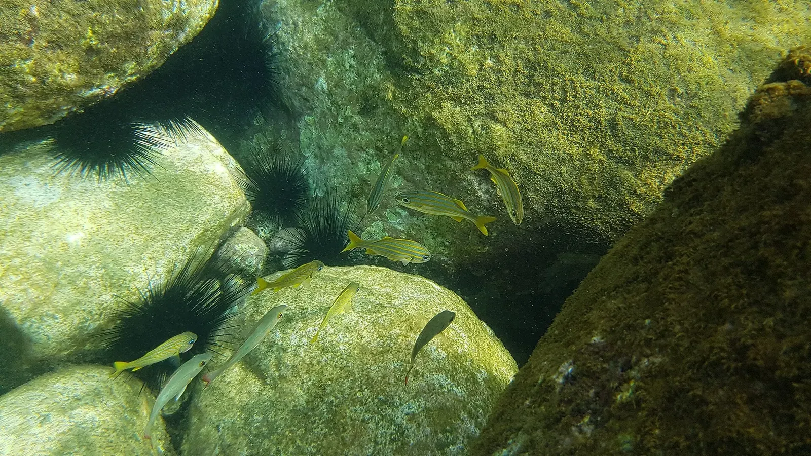 Small striped fish and dark sea urchins shelter among boulders on the reef floor.