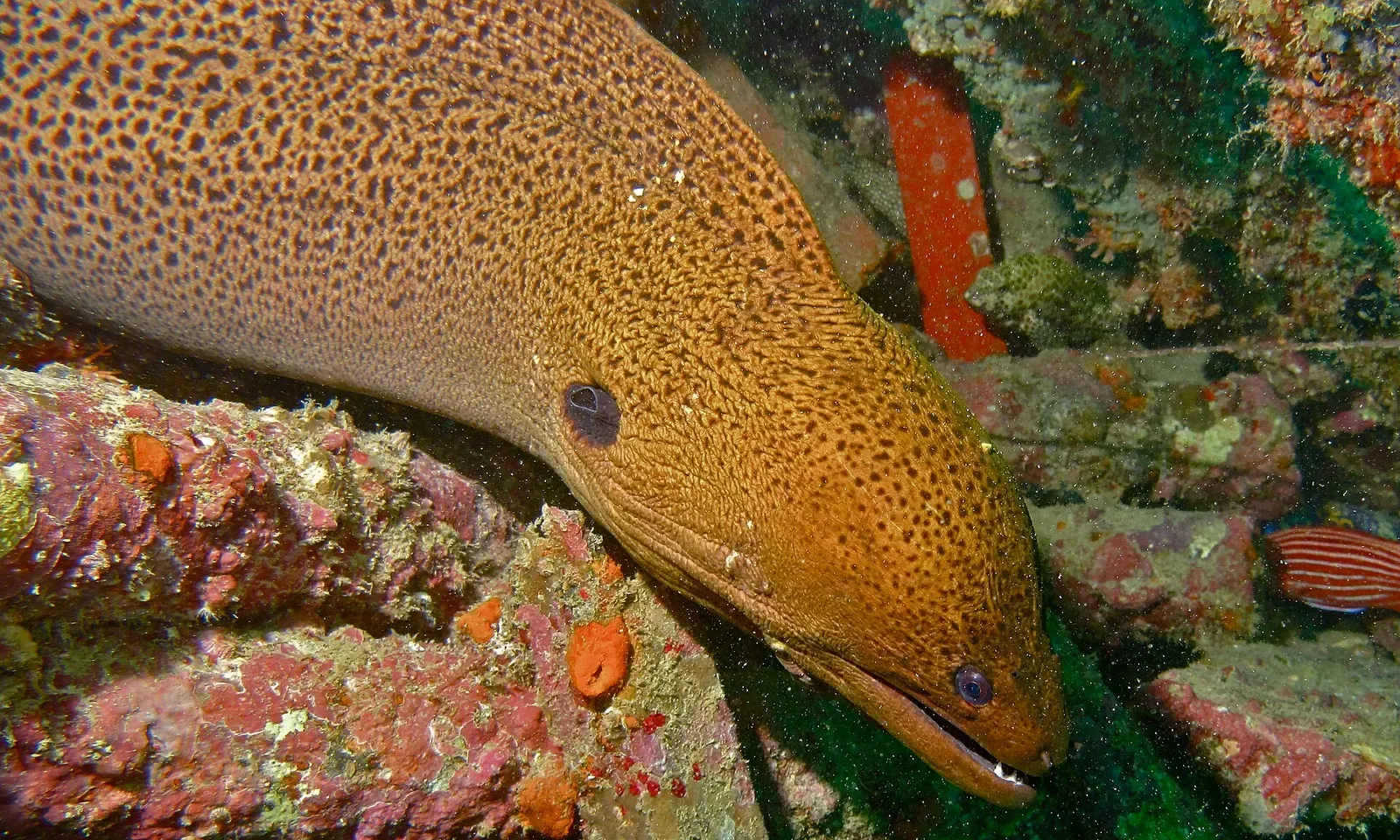 A giant moray eel rests in a coral crevice near Seaventure, Mabul.