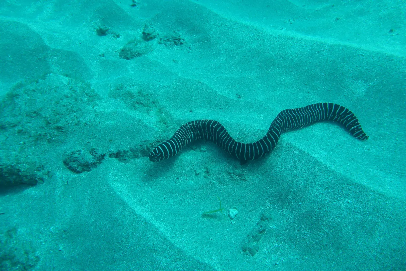 A zebra moray eel glides over sand between rocky outcrops in teal-tinted water