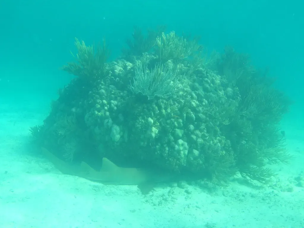 A nurse shark rests tucked beneath a large coral head on the reef floor