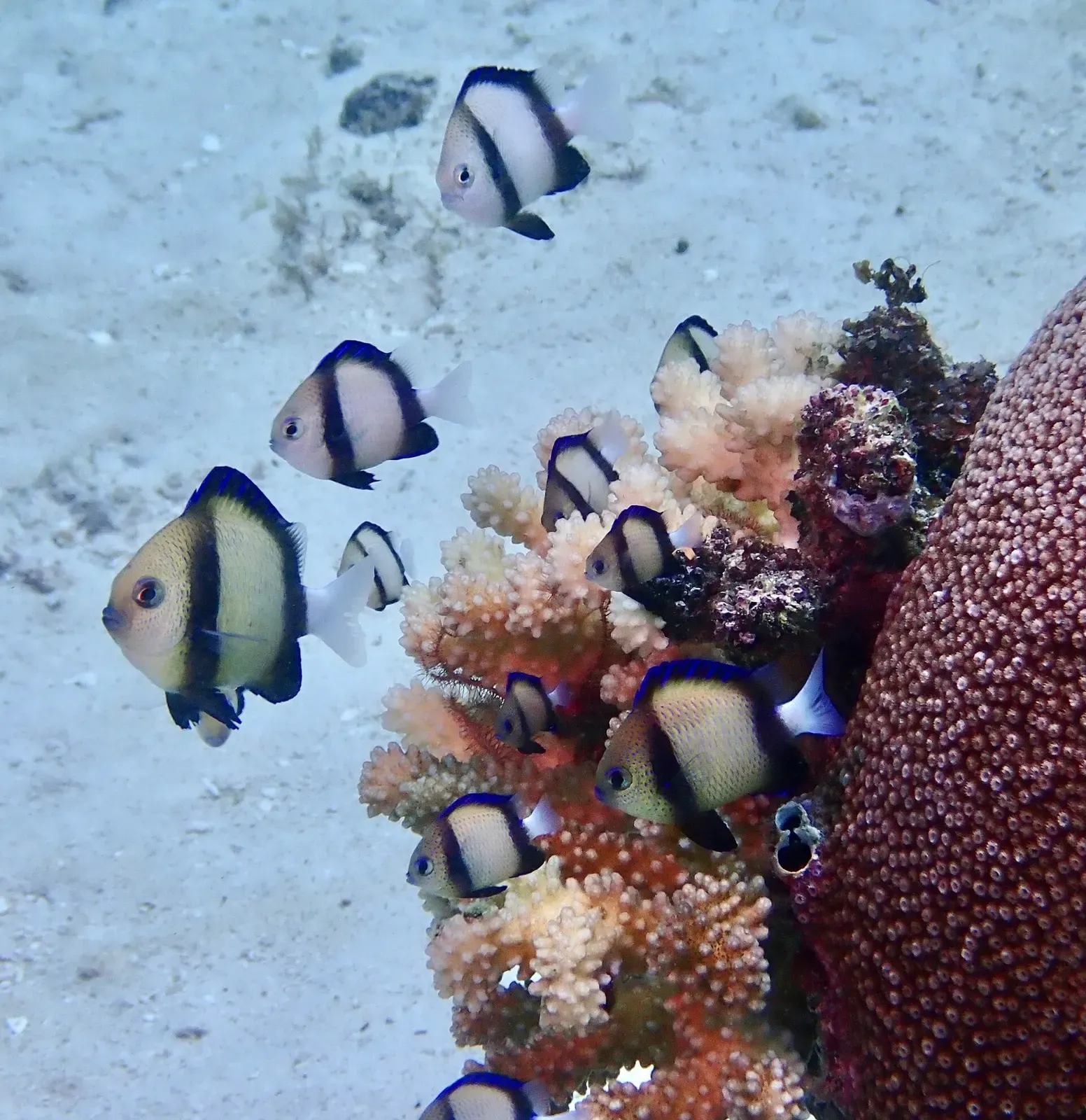 A shoal of Indian dascyllus shelters among coral at a Pemba Island dive site